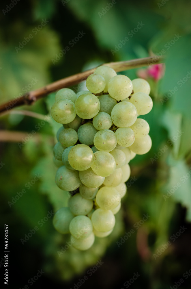 Bunch of green grapes in vineyard Bunch of green grapes in vineyard