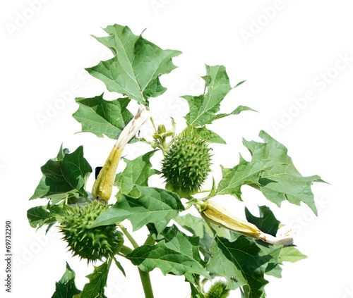 Fotografie Jimson weed (Datura stramonium) isolated on white