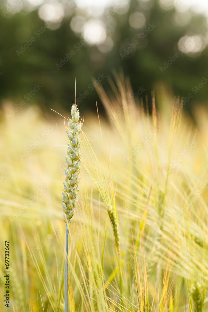 Obraz premium cereal field