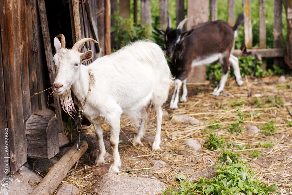 pet goats pet goats