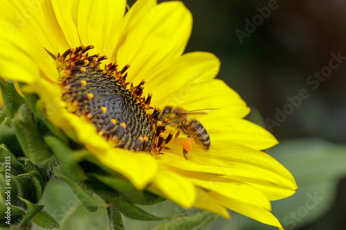 Honigbiene (Apis mellifera) © TeamDF