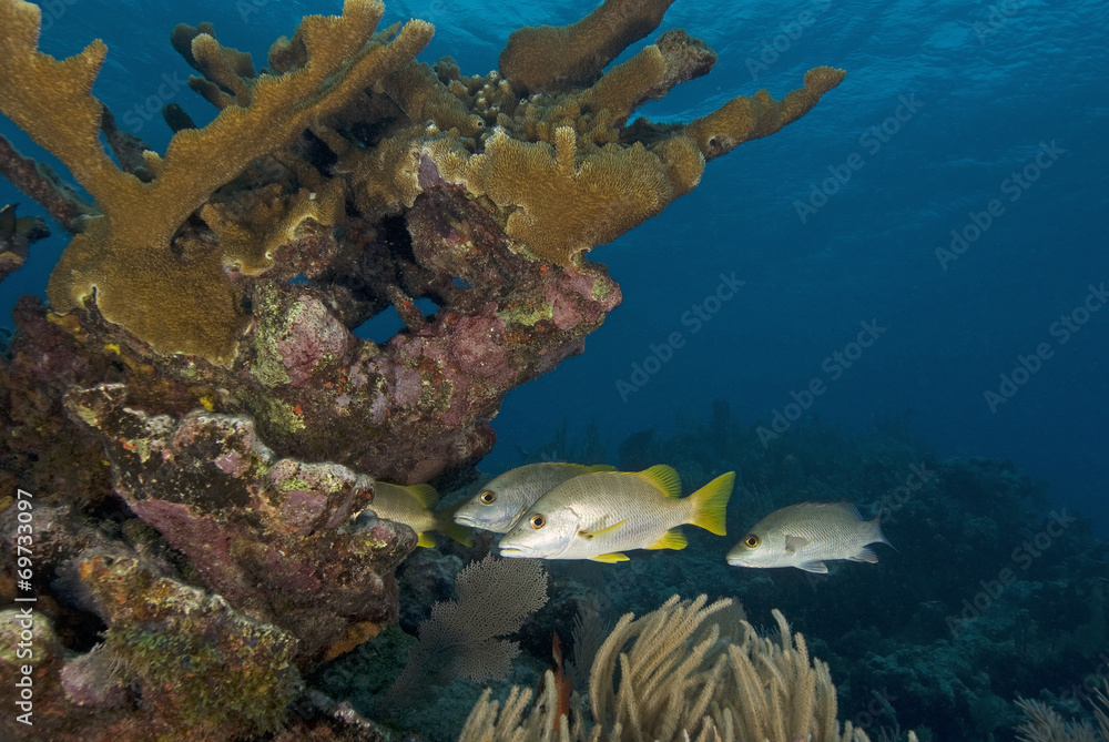 Fototapeta premium Underwater Reef fish