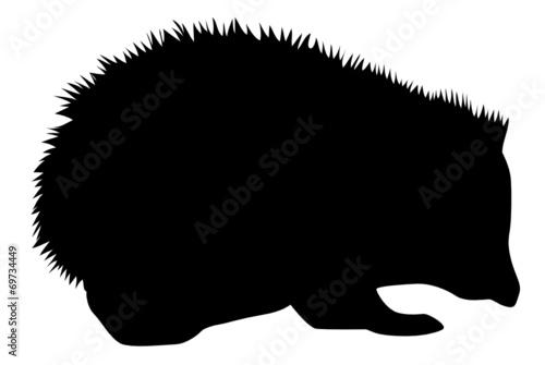 Igel