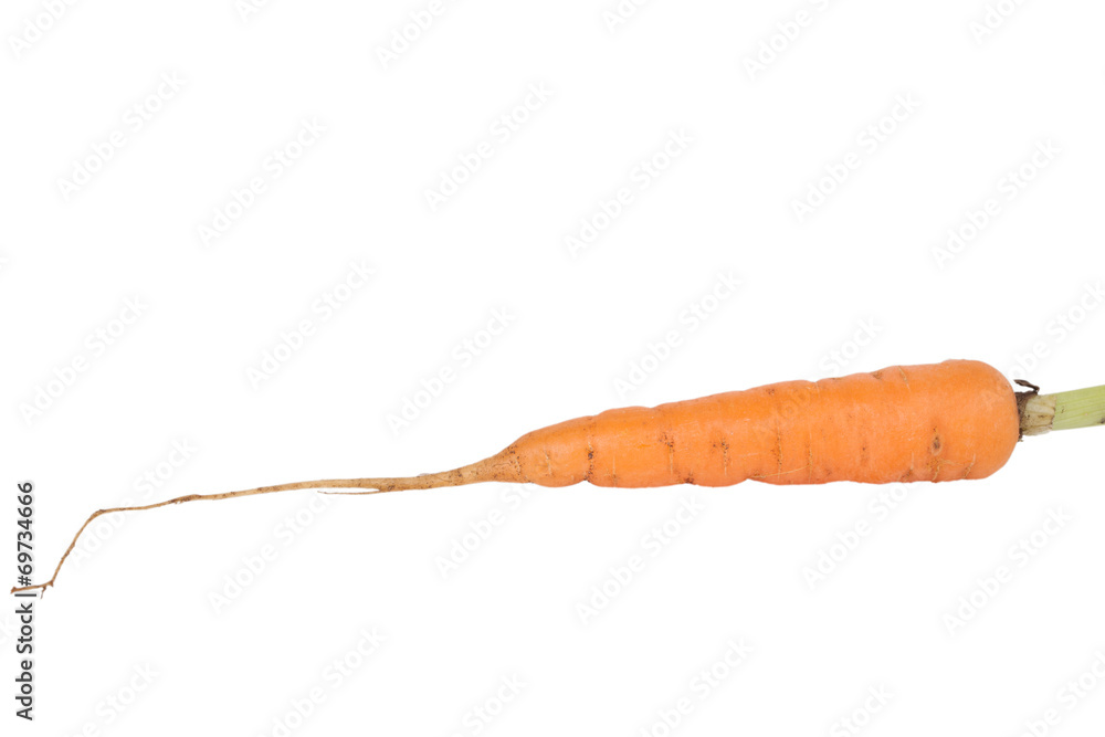 fresh carrots with roots isolated on white background fresh carrots with roots isolated on white background