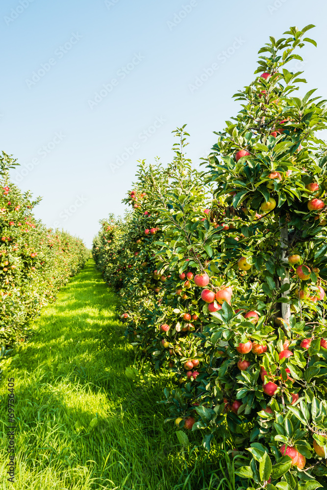 Path between modern low apple trees