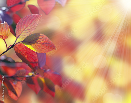 Autumn many-coloured leaves