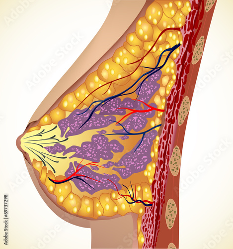 Anatomy of the breast. Vector