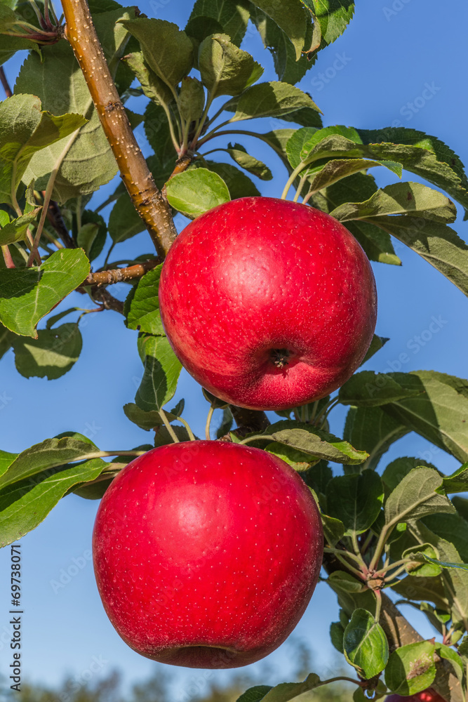Honeycrisp Apple Honeycrisp Apple