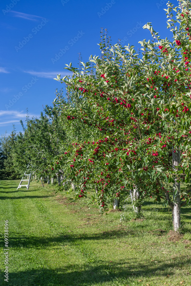 Obraz premium Crabapple trees in a Fruit Orchard