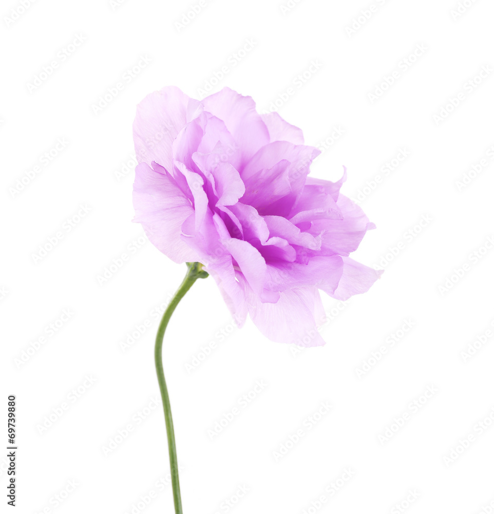 Purple artificial eustoma, isolated on white Purple artificial eustoma, isolated on white