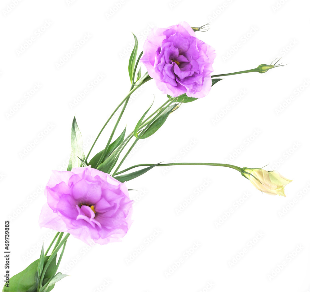Purple artificial eustoma, isolated on white Purple artificial eustoma, isolated on white
