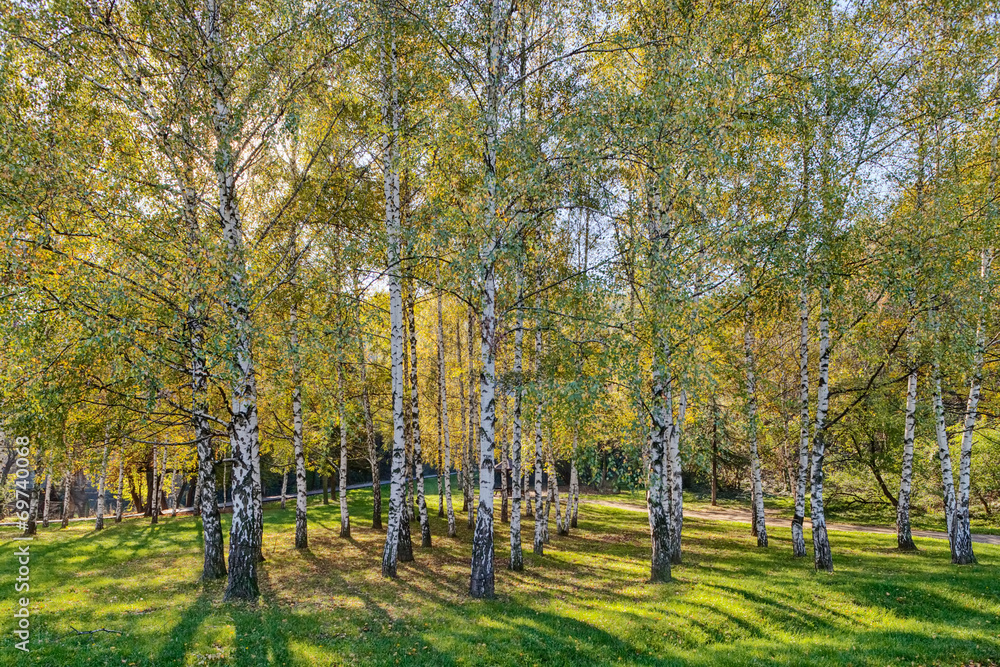 Siver birch trees