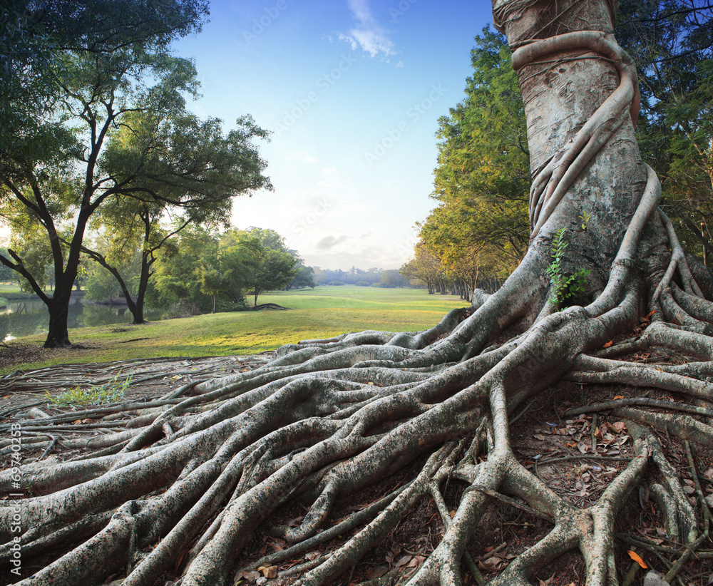 Obraz premium big root tree in green park