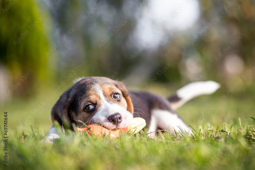 Happy beagle puppy playing with toy