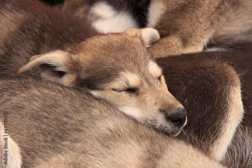Baby huskies sleeping together Stock Photo Adobe Stock