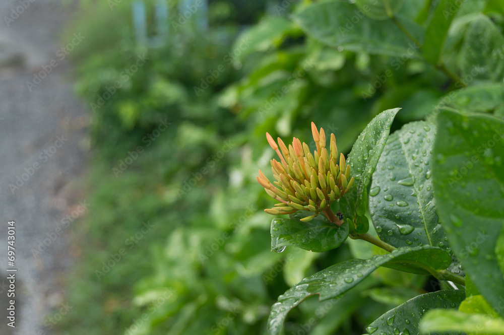 Ixora flower buds about to bloom Ixora flower buds about to bloom