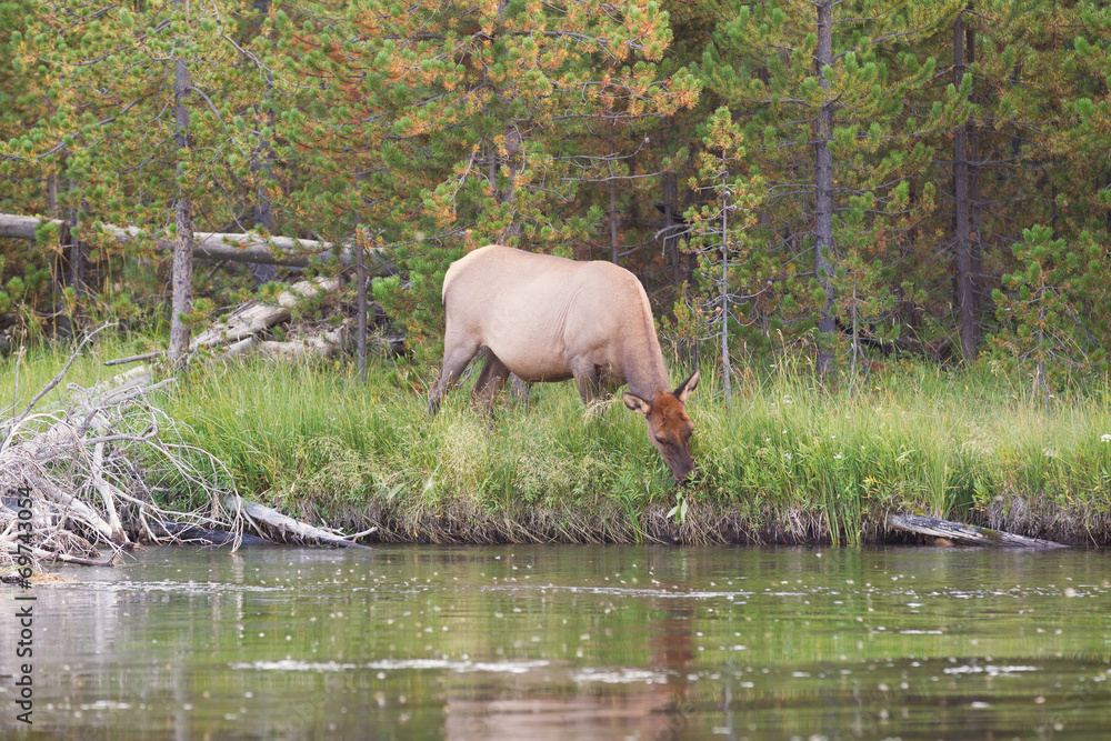 Fototapeta premium Large Elk Cow Feeding near river