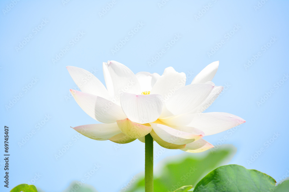 Obraz premium 白蓮華