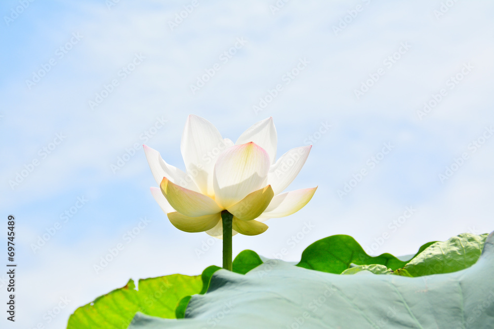白蓮華 Images – Browse 51 Stock Photos, Vectors, and Video | Adobe