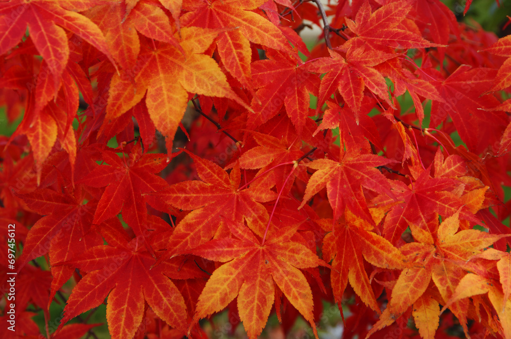 autumn leaves autumn leaves
