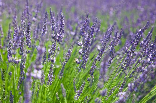 The field of blossom lavender