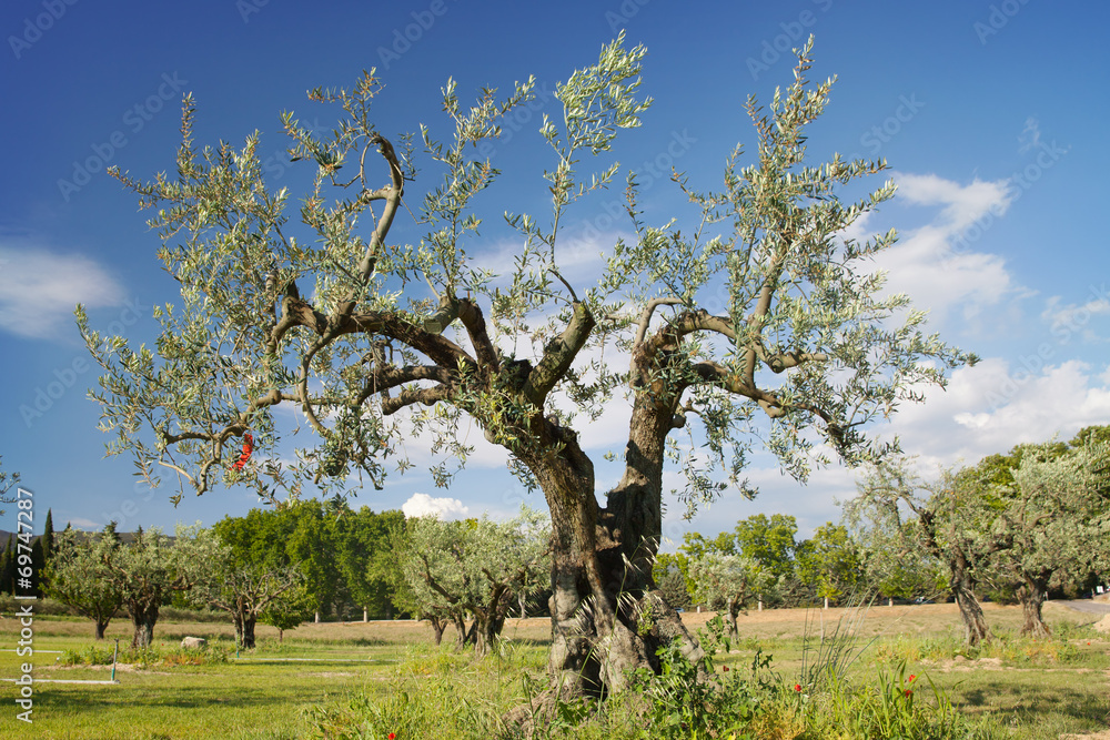 The old olive tree against blue sky