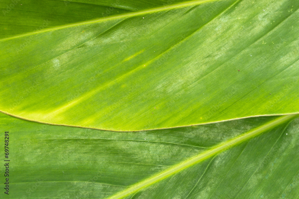 Abstract green leaf for background Abstract green leaf for background