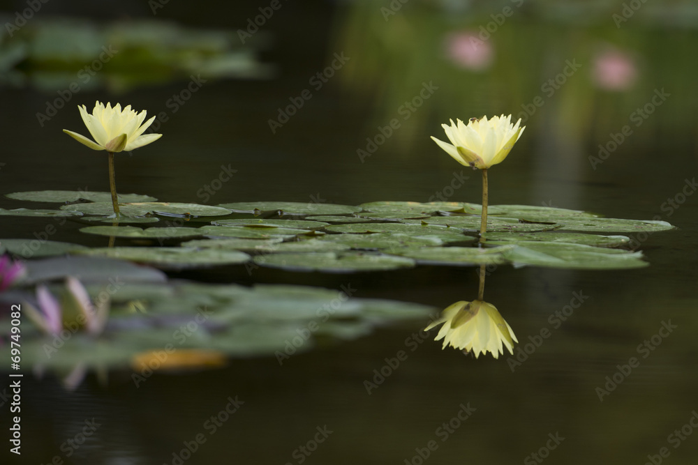 Water Lily flower reflection on water - obrazy, fototapety, plakaty 