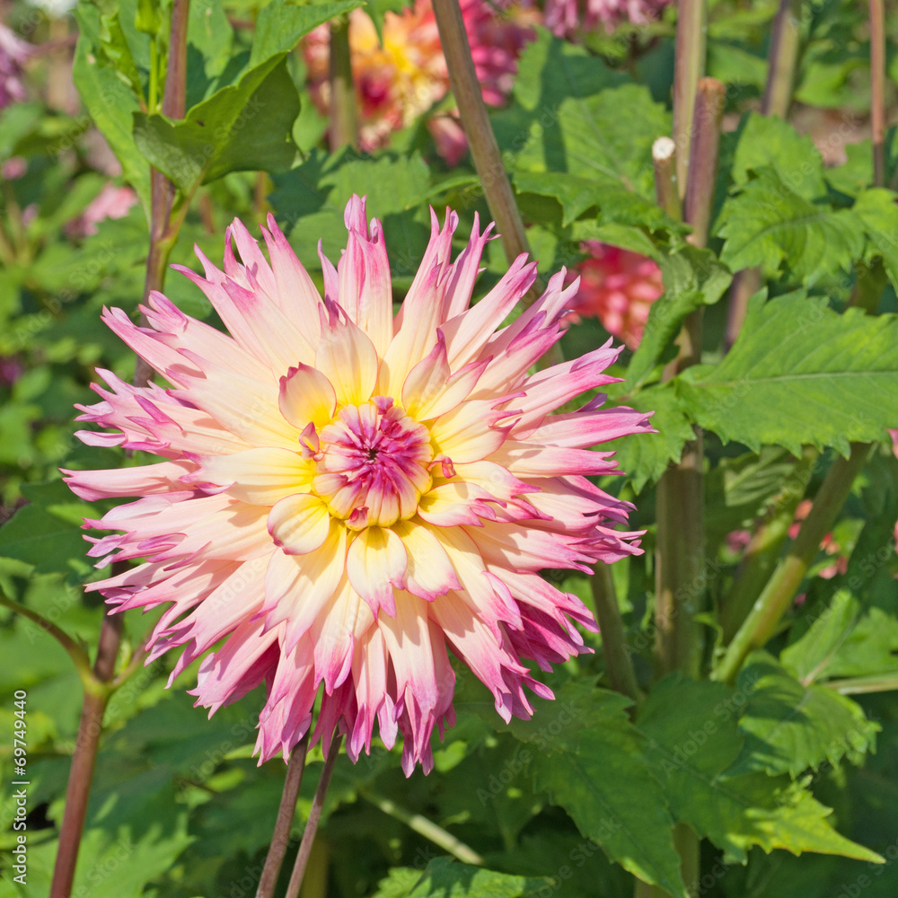 Dahlia Dahlia