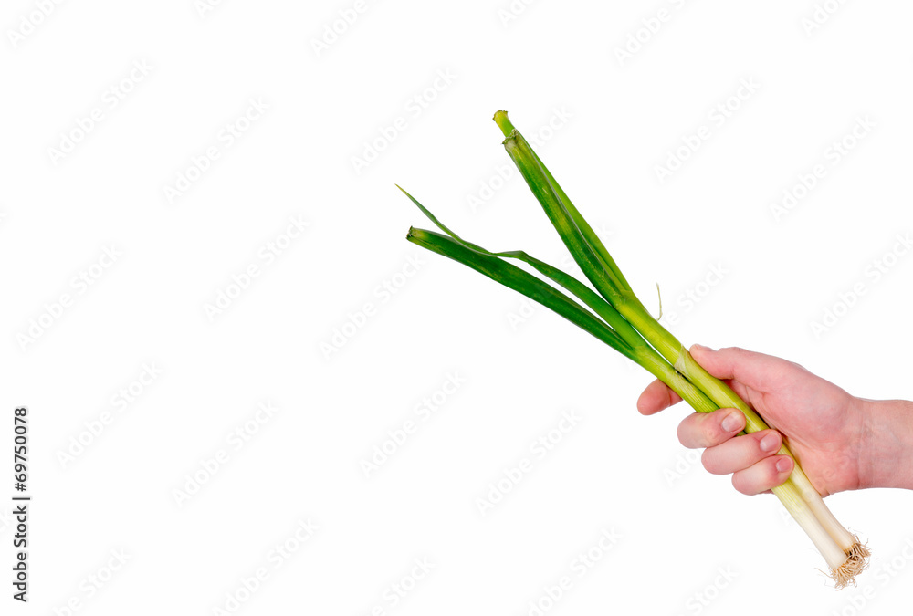 green onion in farmers hand green onion in farmers hand