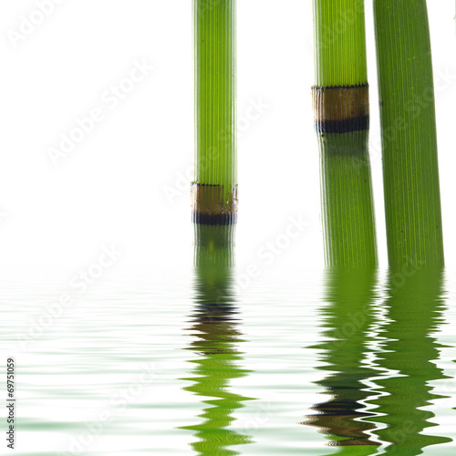 bamboo reflecting on the water surface