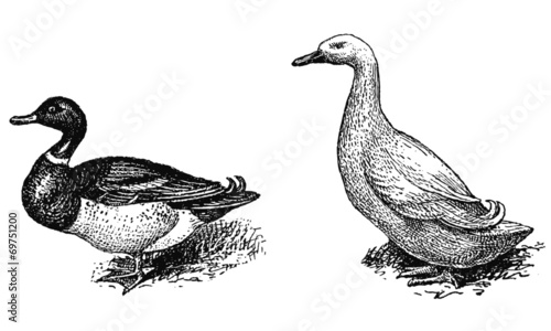 Canards de: Rouen, Pékin