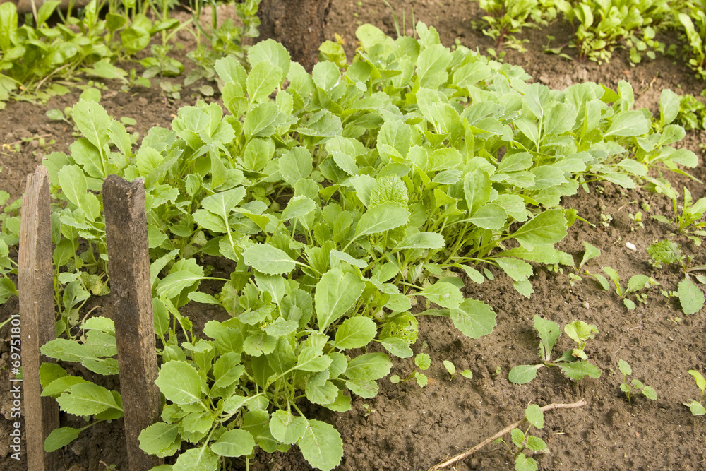 Obraz premium Green cabbage plants
