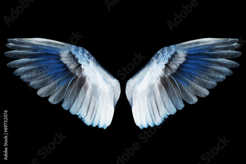 Wings