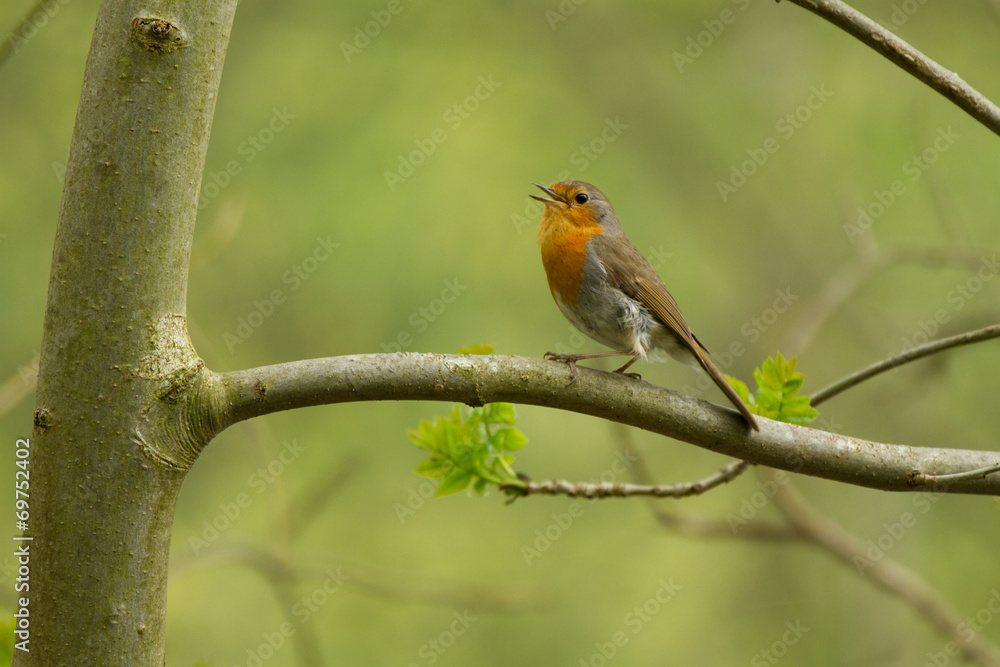 Rotkehlchen (Erithacus rubecula) Rotkehlchen (Erithacus rubecula)