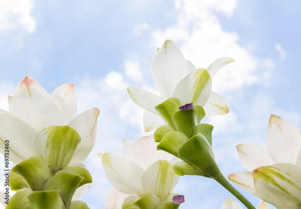 Fototapeta premium White siam tulip flowers with sky