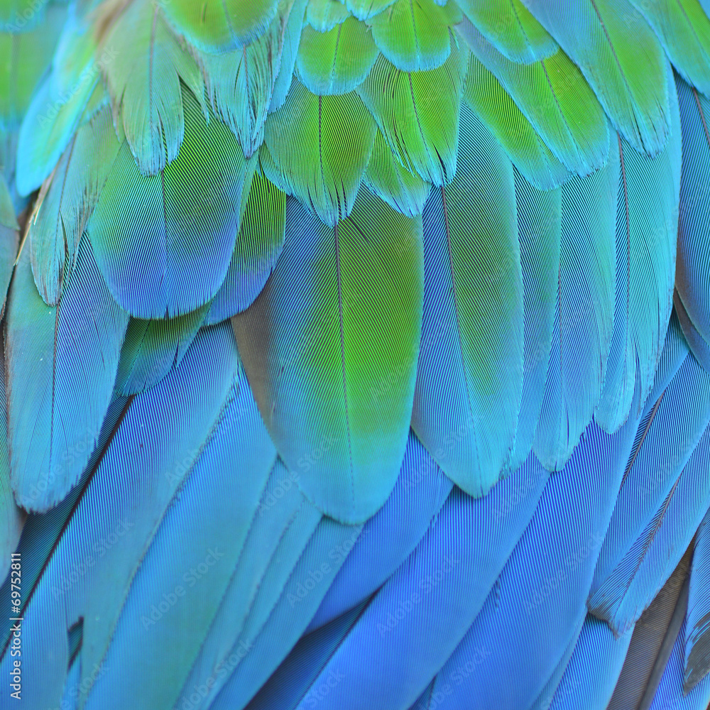 Fototapeta premium Macaw feathers