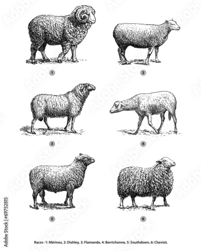 Moutons Brebis Béliers