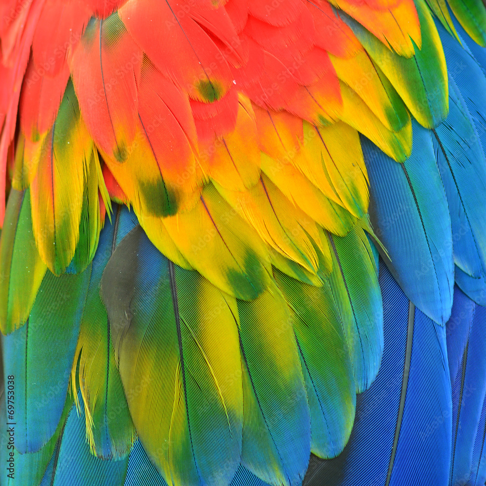 Obraz premium Macaw feathers