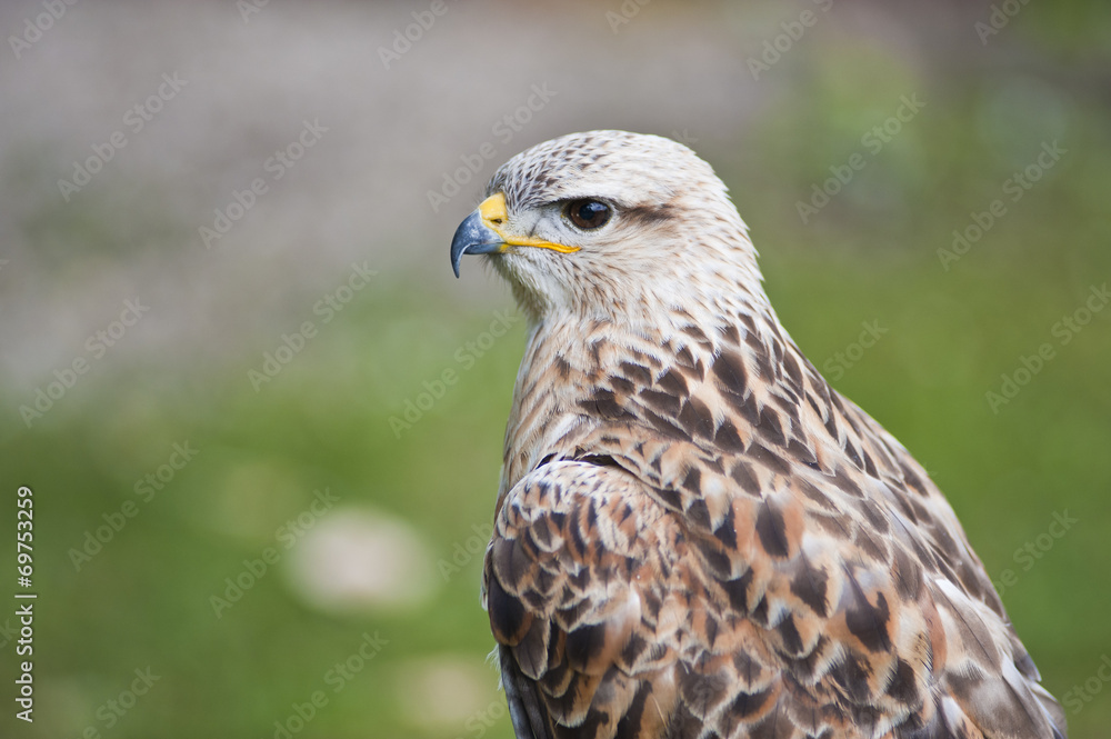 Kestrel Kestrel