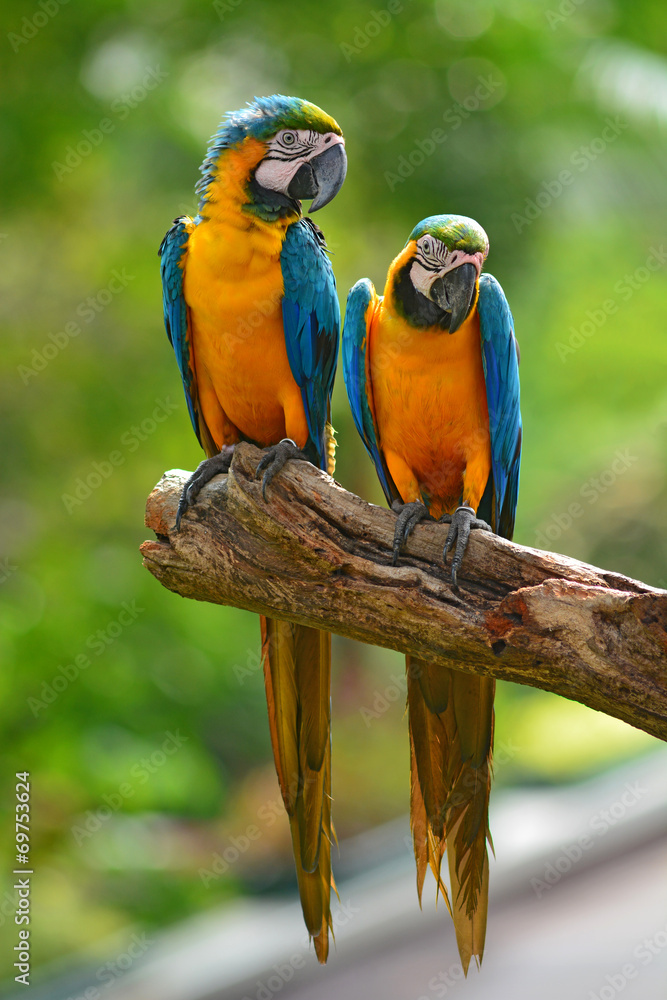 Fototapeta premium blue macaw parrots