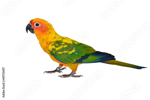Sun Conure parrot bird