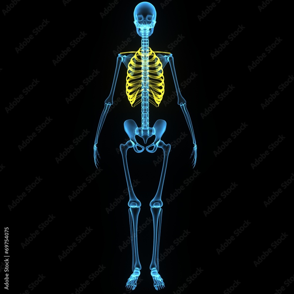 Skeleton of thorax Skeleton of thorax