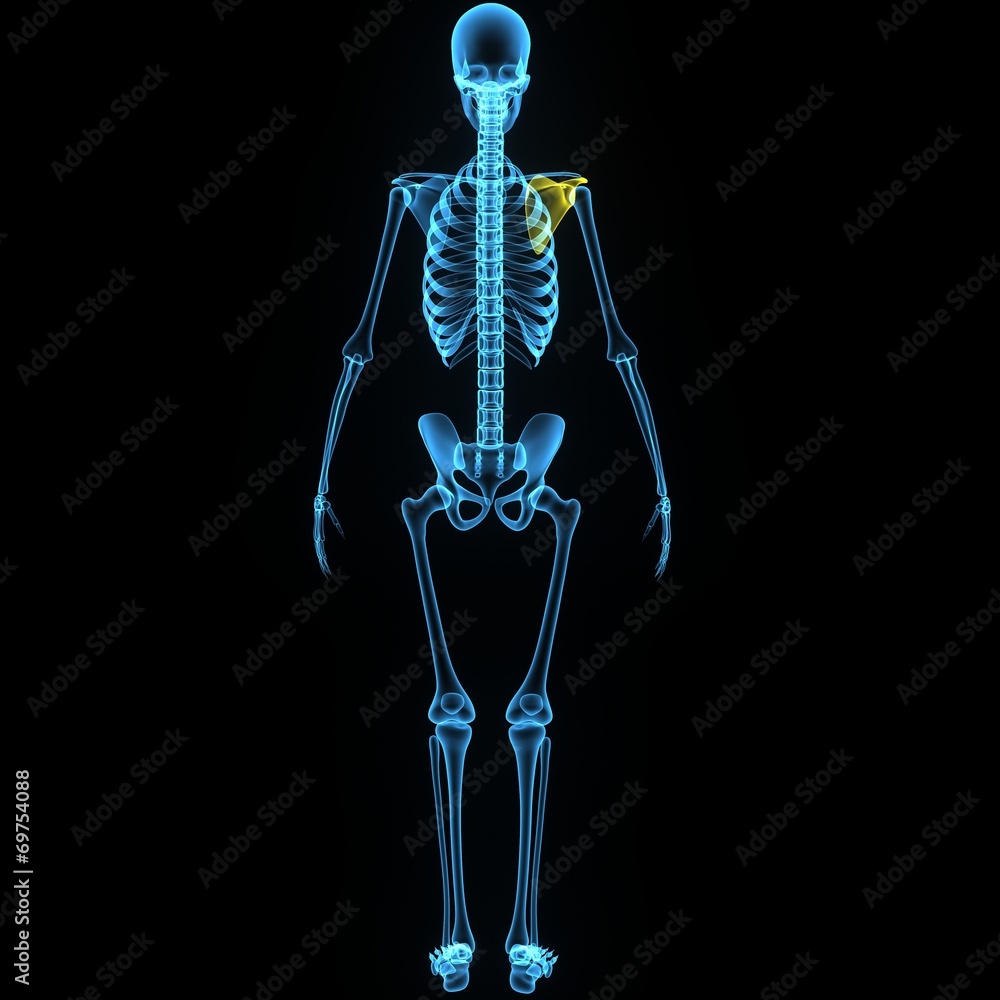 Scapula_Left_Blue Scapula_Left_Blue
