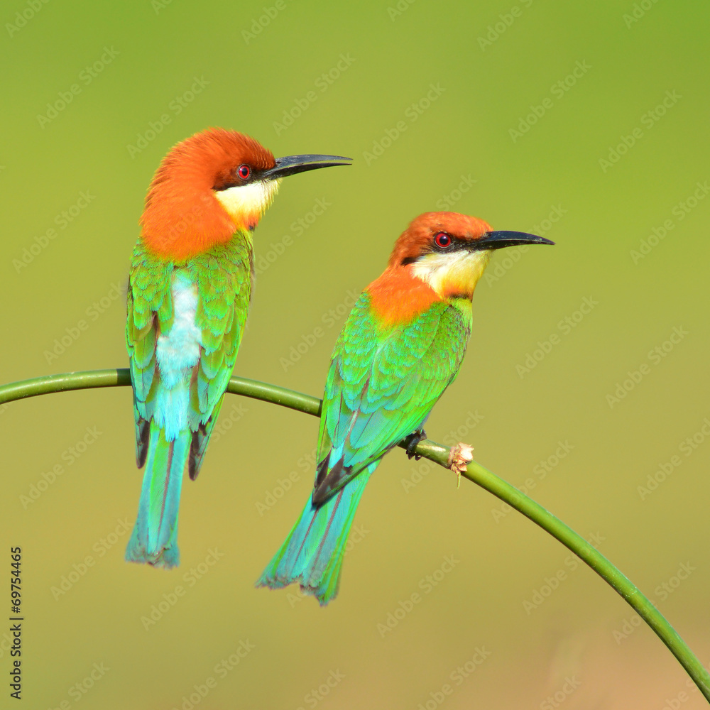 Fototapeta premium Couple of Bee eater Bird