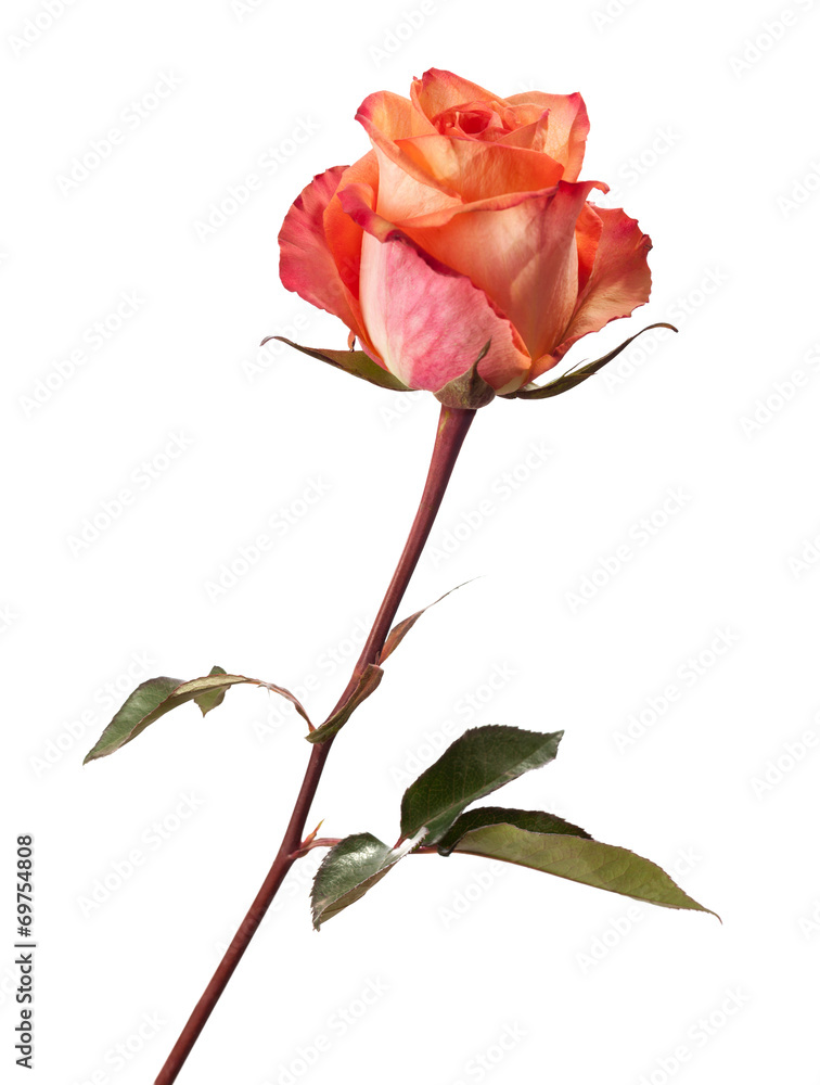 Orange rose isolated on white background.