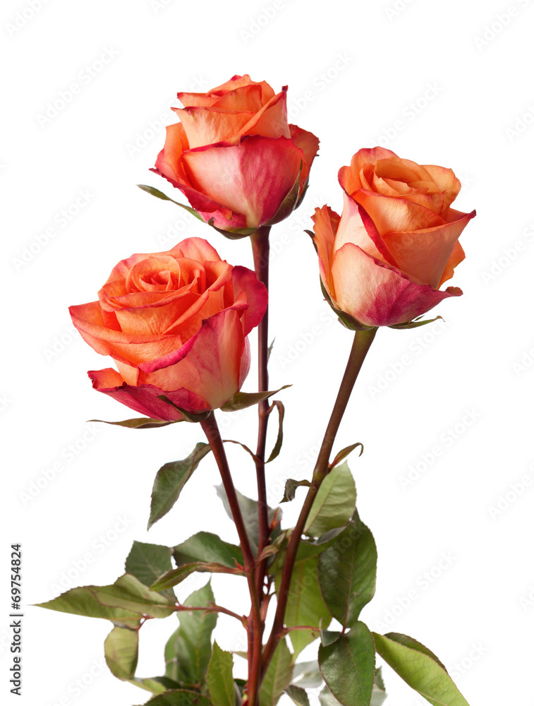 Fototapeta premium Three orange roses isolated on white background.