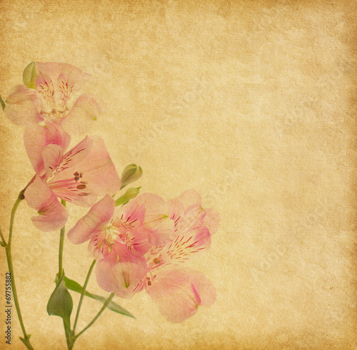 Old paper background with alstroemeria.