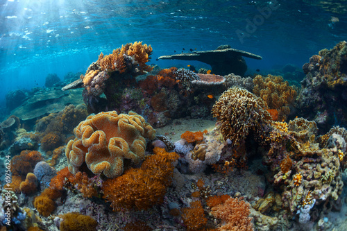 Fototapeta Naklejka Na Ścianę i Meble -  Reef