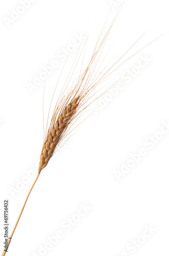 Wheat ear isolated on white background